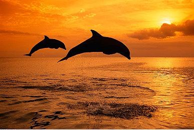 宫崎英高：《艾尔登法环》DLC地图非常大 玩家会再次惊奇